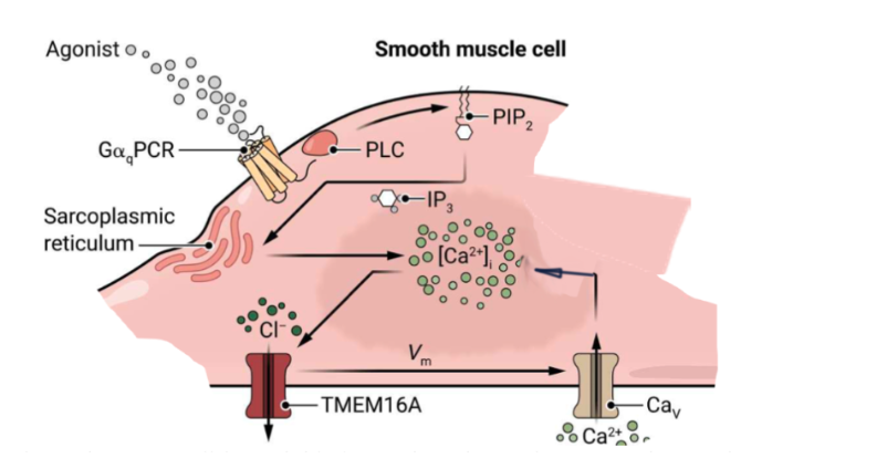 <p><strong>WILL BE ON EXAM!!!</strong></p><p></p><p>Smooth muscle cells respond to an agonist to Noradrenaline by release of Ca++ from organelles into the cytoplasm. This causes a depolarization, allowing the muscle to contract (<em>vasoconstriction</em>). In this smooth muscle cell type associated with some arteries, depolarization and calcium entry create a positive feedback loop (AKA calcium entering opens TMEM16A chloride channels, so chloride leaves and depolarizes the membrane causing calcium to enter).</p><p></p><p>Essentially:</p><p>smooth muscle cell depolarization → contraction → reduced lumen<em> cross sectional area </em></p>
