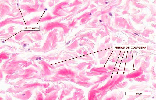 <p><strong>FIBRAS Y FIBRILLAS DE COLÁGENO</strong></p>