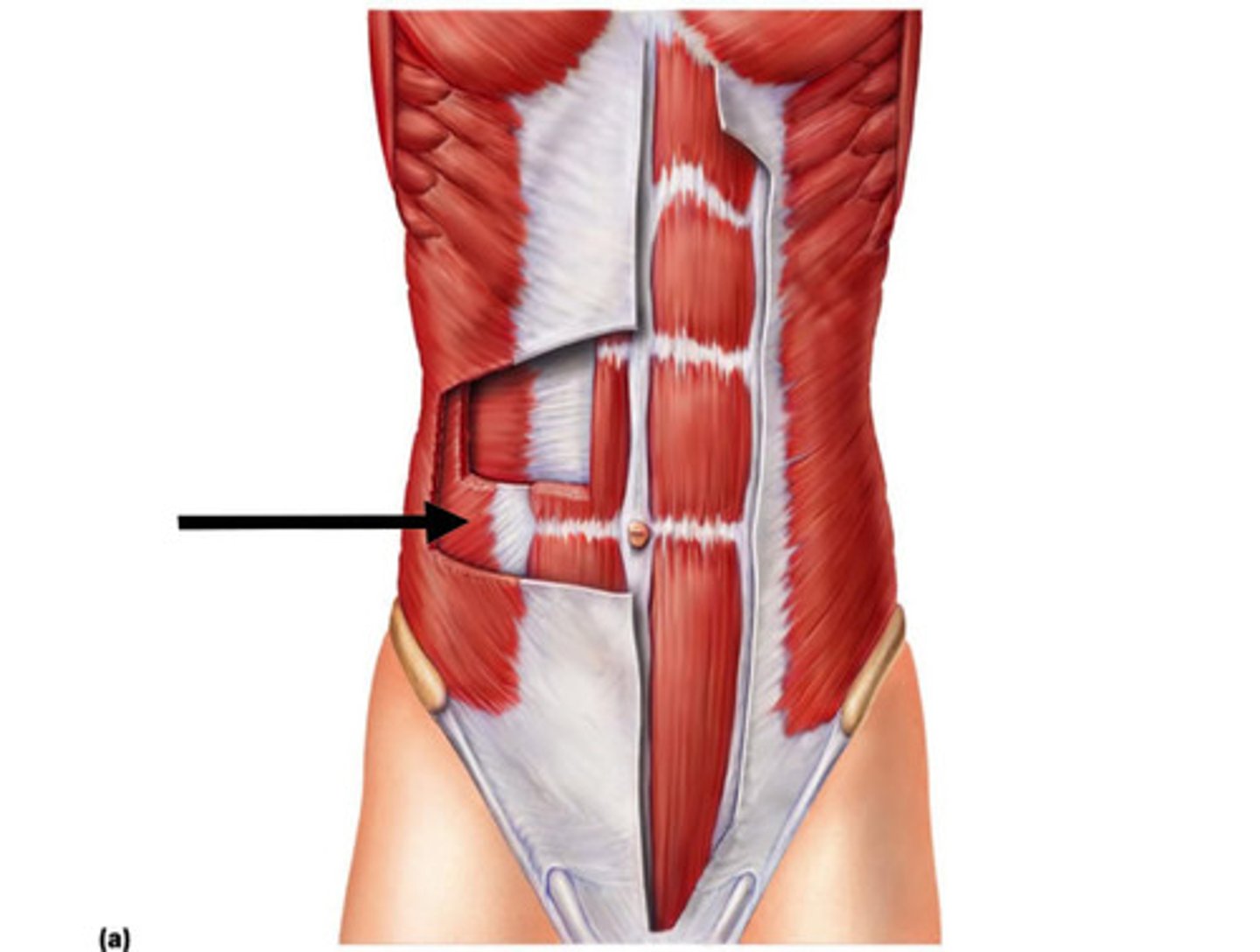<p>Action - Tenses the abdominal wall and compresses the abdominal contents</p>