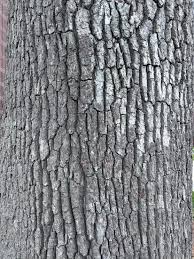 <p>clusters of blunt, rounded buds at the twig tips; shaggy, plated bark</p>