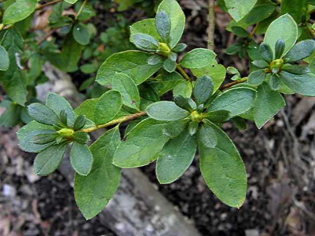 <p>352 Rhododendron Indica, Azalea</p>