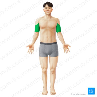 <p>upper arm area</p>