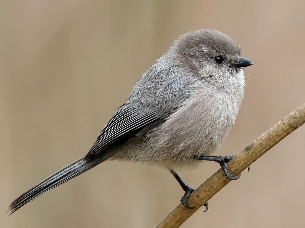 <p>Bushtit </p>