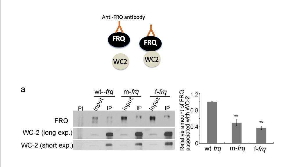 <p>f-frq has much less bonding with WC2 with codon optimization</p>