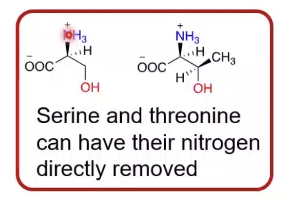 <p>Serine and threonine.</p>