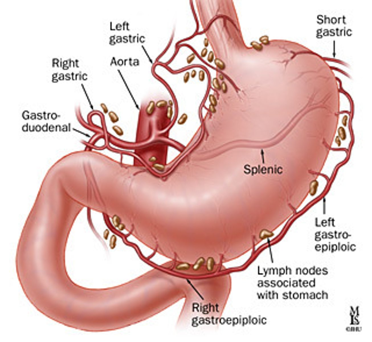 <p>celiac trunk</p><p>branches: right and left gastric a. to the superior portion and lesser omentum; right and left gastroepiploic (gastroomental) a. to inferior portion and greater omentum</p>