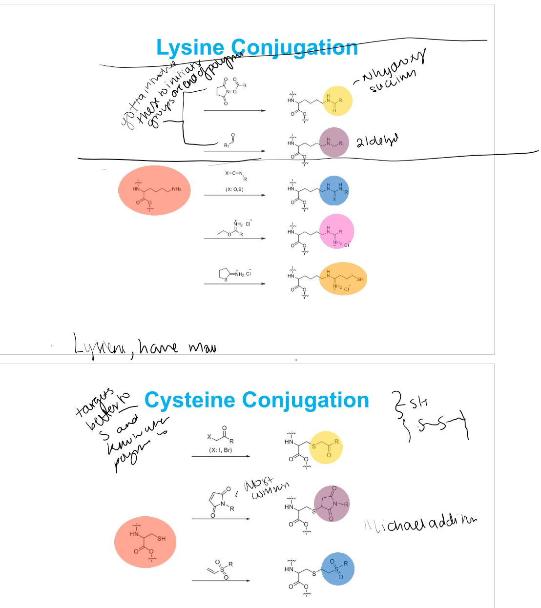<p>Lysine conjugation attaches polymers/drugs to the <strong>amine group (-NH₂)</strong> on lysine residues in proteins.</p>