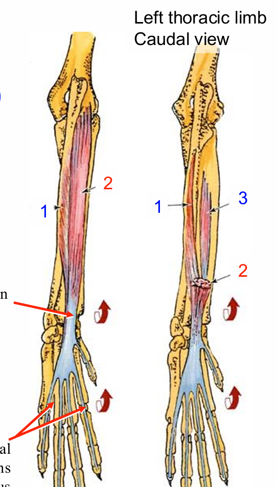 <p>Deep digital flexor m. (DDF)</p>
