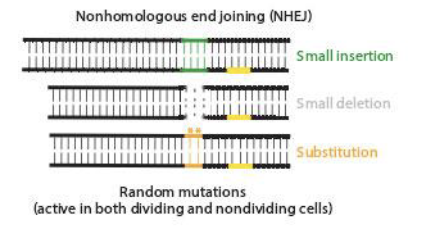 <ul><li><p>error prone</p></li><li><p>causes insertions or deletions</p></li></ul><p></p>