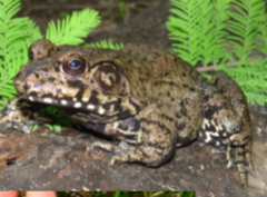 <p>L. heckscheri traits</p>