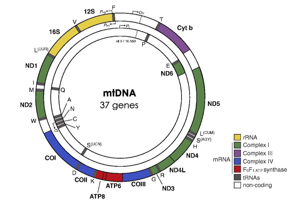 <ul><li><p>mitochondrial genome has 22 tRNAs</p></li></ul><p></p>