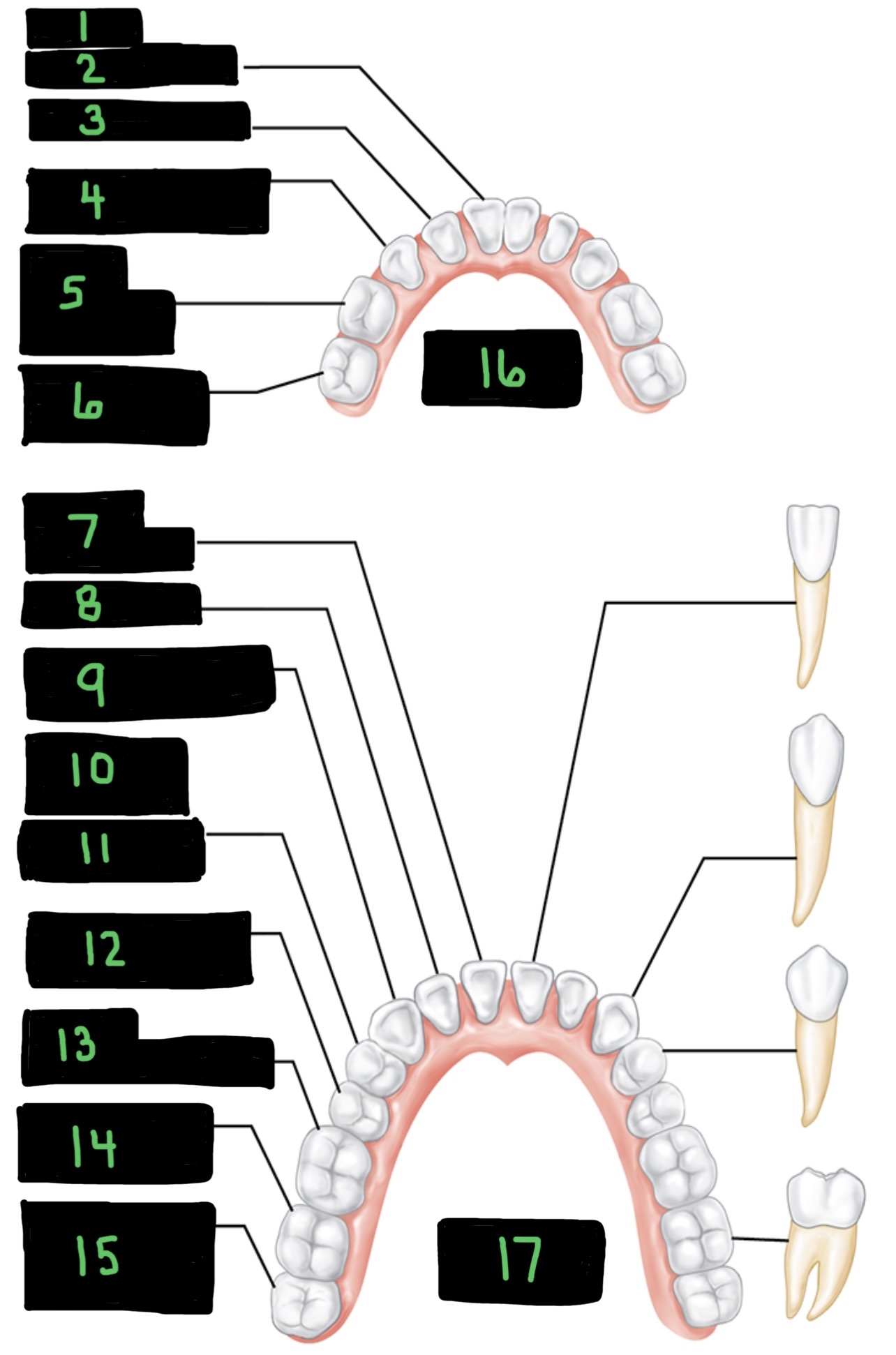 <p>2 — 6 to 8 months </p>