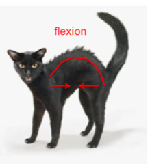 <p>The [epaxial/hypaxial] muscles are associated with flexion</p>