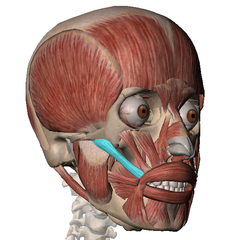 <p>draws angle of mouth up</p>