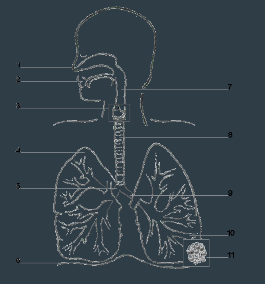 <p>What is the part labeled 8?</p>