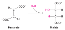 <p>7th reaction of citric acid/kreb cycle</p><p><span style="background-color: transparent;">catalysed by <strong>fumarase</strong></span></p>