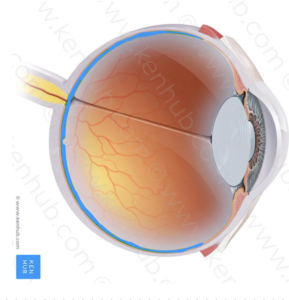 <p>What part of the eye is this?</p>