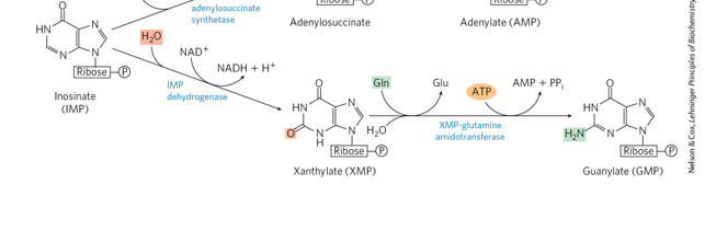 <p>What is the intermediate when converting from IMP to GMP</p>