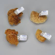 <p>Class: Demospongiae - spongin protein </p>