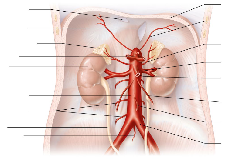 <p>ABDOMINAL AORTA WITHOUT GIT</p>