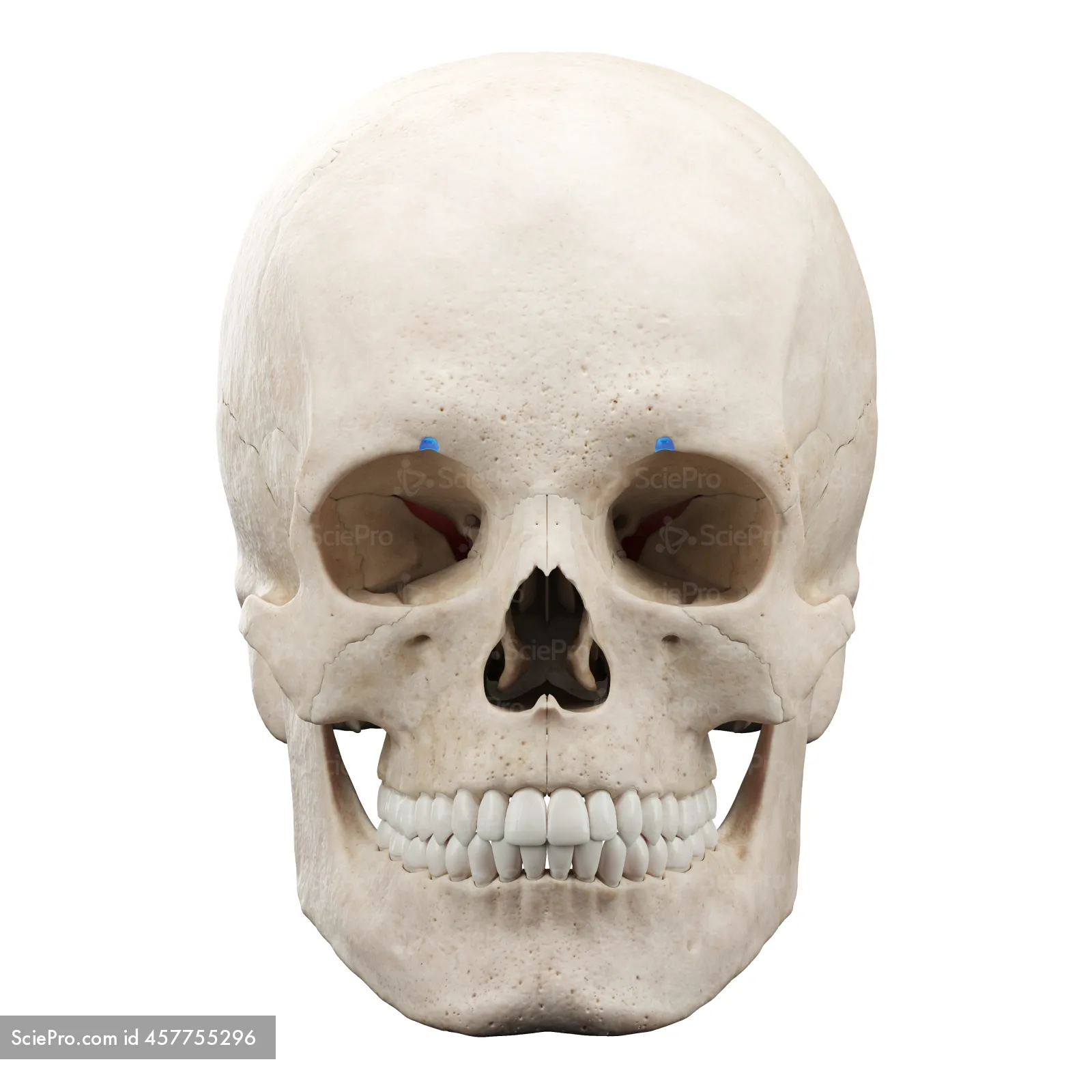 knowt flashcard image