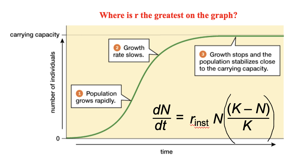 <p>steepest slope</p>