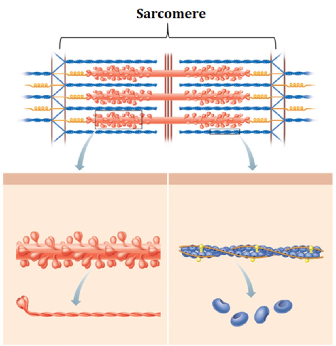 <p>sarcomere = region of a myofibril between 2 Z discs</p>