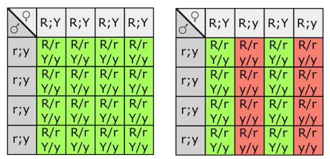 <p><strong>Heterozygous (AaBb): </strong>produces 4 equal gamete types (AB, Ab, aB, ab) → 1:1:1:1 offspring ratio, showing a mix of dominant and recessive traits</p><p><strong>Homozygous dominant (AABB):</strong> produces only one gamete type (AB) → all offspring are AaBb, 100% dominant phenotype, no recessive traits appear</p><p></p>