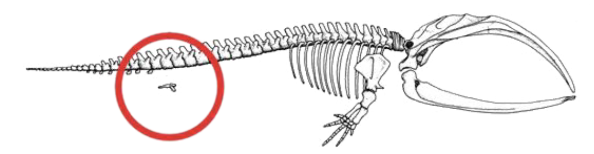<ul><li><p>traits that serve no known current function </p><ul><li><p>problem with Darwin’s theory</p></li></ul></li><li><p>why do they remain?</p><ul><li><p>not costly to remain</p></li><li><p>on its way out, just slowly</p></li></ul></li><li><p>useful in phylogenetic reconstruction, as they can infer common ancestry </p></li></ul><p></p>