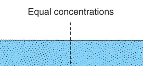 <p>True or False: At equilibrium (equal concentrations), all molecular movement stops.</p>