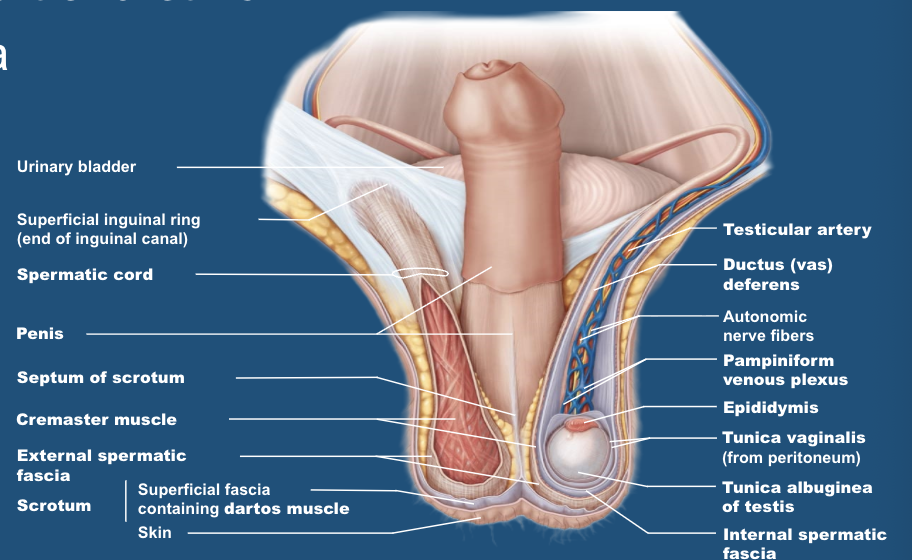 <p>urethra </p>
