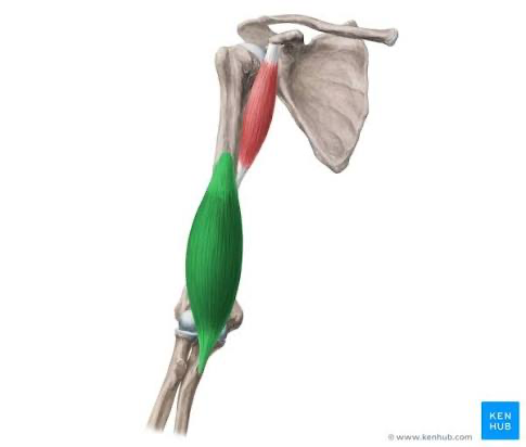 <p>Brachialis</p>