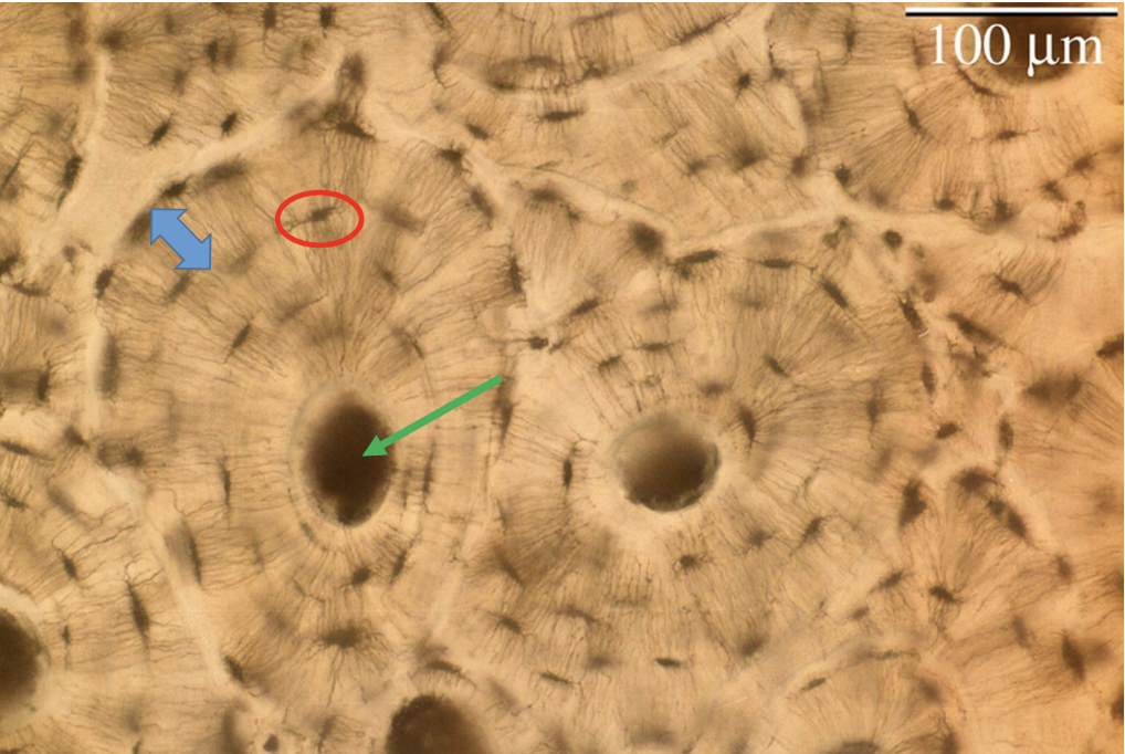 <p><span>Identify the type of tissue on this slide</span></p>