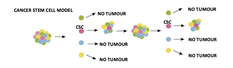 <ul><li><p>Cancer arises in a cell that has or acquires stem cell properties of self-renewal</p></li><li><p>Tumours display some level of hierarchical organisation with the CSC at the apex of that hierarchy.</p></li><li><p>Incidence of cancer is directly proportional to the number of stem cell divisions in that tissue (Vogelstein model).</p></li></ul><p></p>