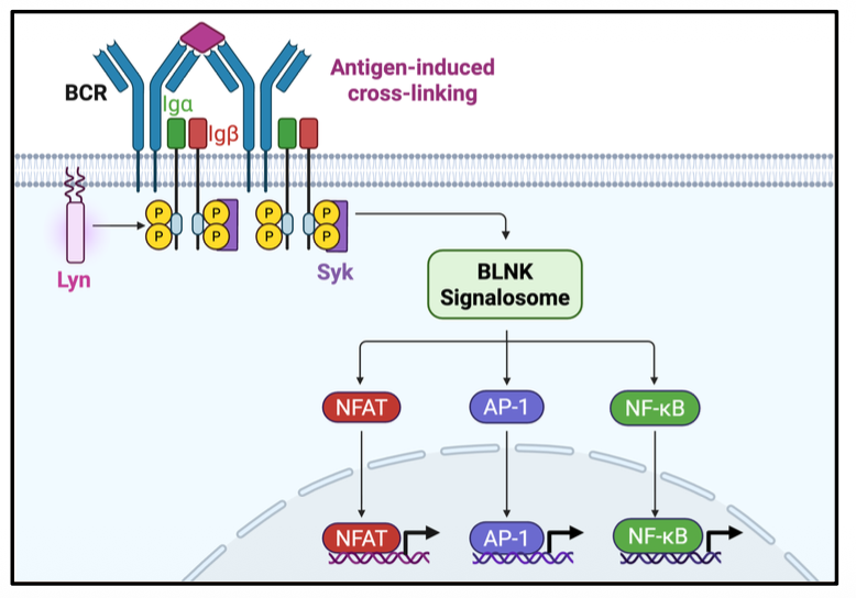<p>NFAT, AP-1, and NF-KB by BLNK signalosome </p><ul><li><p>increases transcription</p></li></ul><p></p>