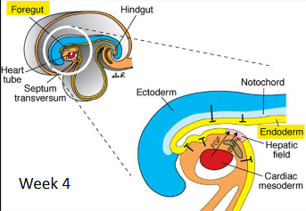 <ul><li><p>endodermal foregut bud</p></li><li><p>4th wk</p></li></ul><p></p>