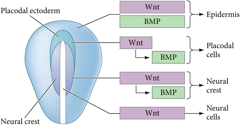 <p>What happens if BMP and Wnt signaling are continuous in the the neural plate?</p>
