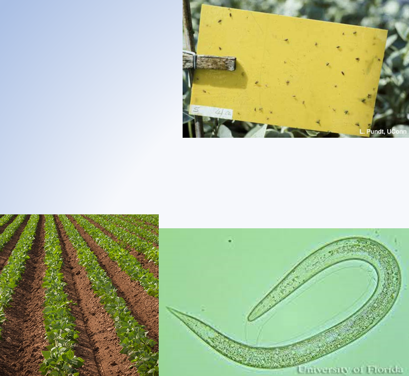 <p>Mechanical- trapping, weeding, roguing-removing infected plants</p><p>biological</p><p>cultural</p><p>chemical</p><p>chemical and biological control are usually not compatible with other techniques</p>