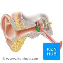 <p>outer/inner ear</p>