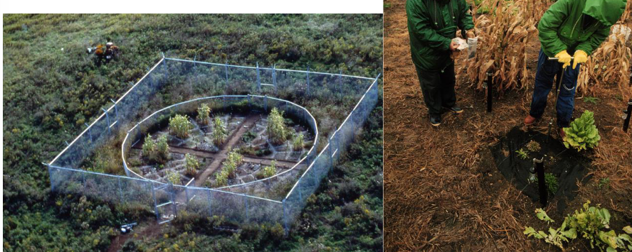 <ul><li><p>extract contaminated soils of polluted landfills → extracts them by using platns, tested in labs</p></li><li><p>it is art: argicultural methods to shape the artwork </p></li></ul><p></p>