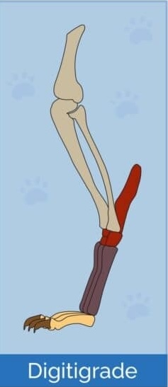 <p>Walking on the toes and the ball of the feet</p>