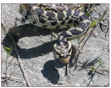 <p>nonvenomous</p>