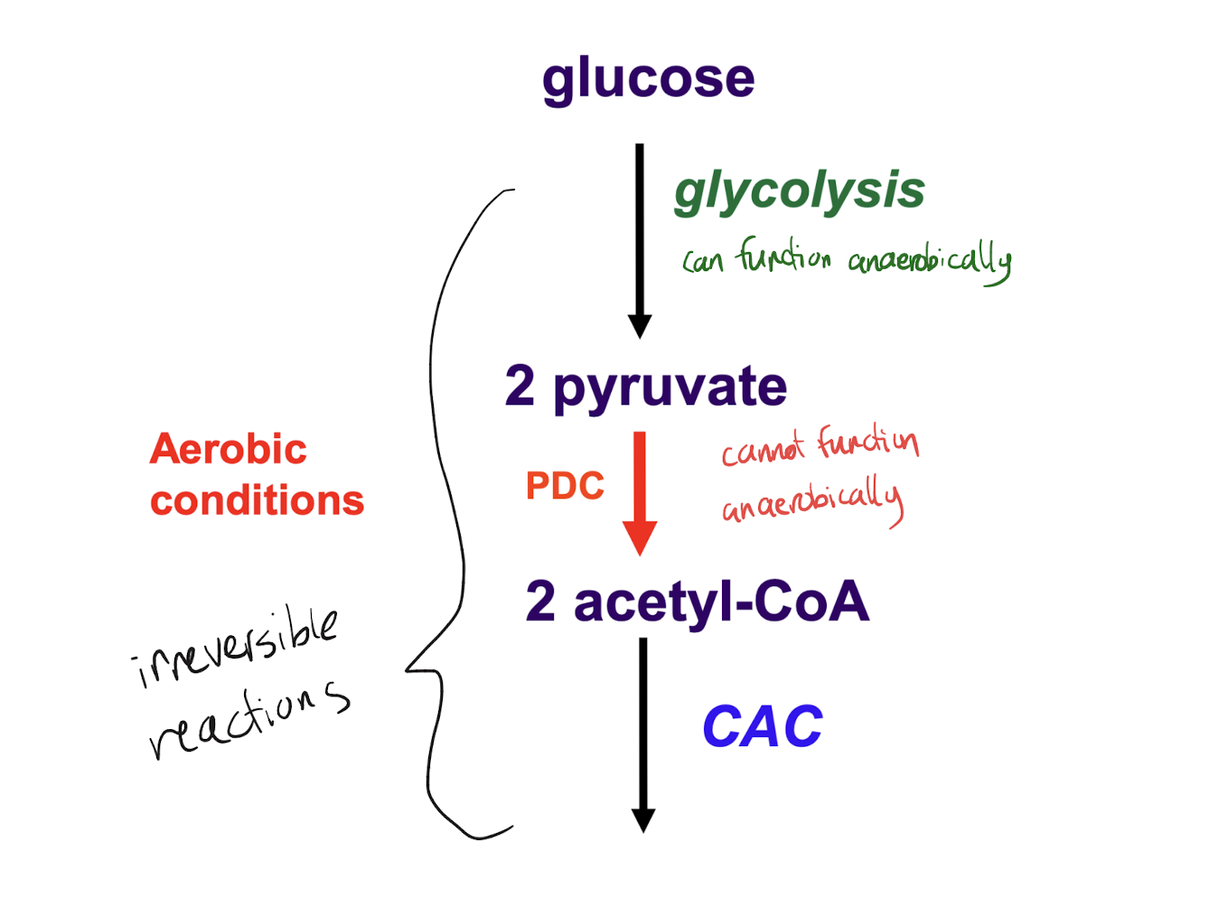 <p>PDC requires oxygen to function, so the linking reaction between glycolysis and CAC cannot happen anaerobically</p>