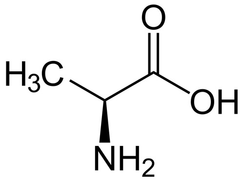 <p>nonpolar, involved in hydrophobic interaction</p>