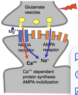 <ul><li><p><span style="background-color: transparent;"><u>Cooperatively</u>: LTP requires simultaneous activation of a large number of axons (due to large depolarisation).</span></p></li><li><p><span style="background-color: transparent;"><u>Associative</u>: When weak synaptic input is paired with strong, then large depolarisation can propagate and cause LTP at the synapse with weak input. (strong can activate weak)</span></p></li><li><p><span style="background-color: transparent;"><u>Synapse-specific</u>: If a particular synapse is not activated, then LTP will not occur even with strong post-synaptic depolarisation.</span></p></li></ul><p></p>