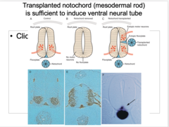 <p>-depends on factors from adjacent, non neural tissues </p><p>1) Control: notochord expressing Shh so motor neurons stick to ventral side </p><p>2) Notochord removed: No floorplate = no motor neurons (NECESSARY)</p><p>3) Notochord transplanted (2 of them): a second notochord induces a second floorplate region = more motor neurons (SUFFICIENT)</p>