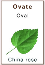<p>Oval</p>