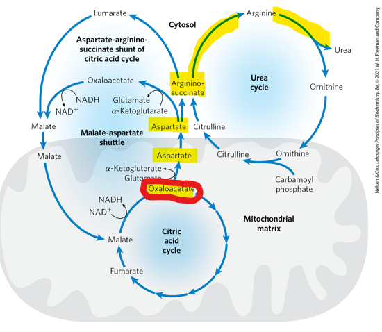 <p>What TCA cycle intermediate does the <strong>aspartate–argininosuccinate shunt </strong>begin with </p>