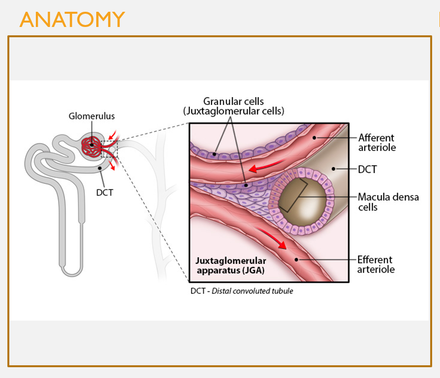 <p>Anatomy of the <strong>juxtaglomerular apparatus (JGA)</strong></p>