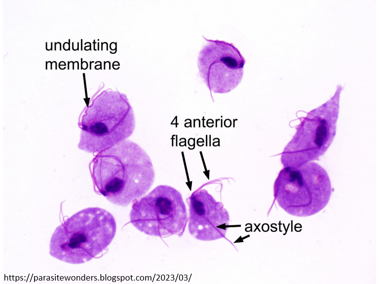 <p>Trophozoite: undulating membrane, 4 anterior flagella</p><p></p>